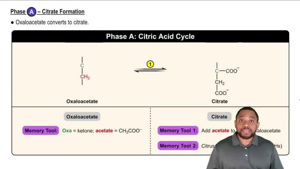 Citrate Formation Concept 2