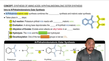 Synthesis of Amino Acids: N-Phthalimidomalonic Ester Synthesis Concept 1