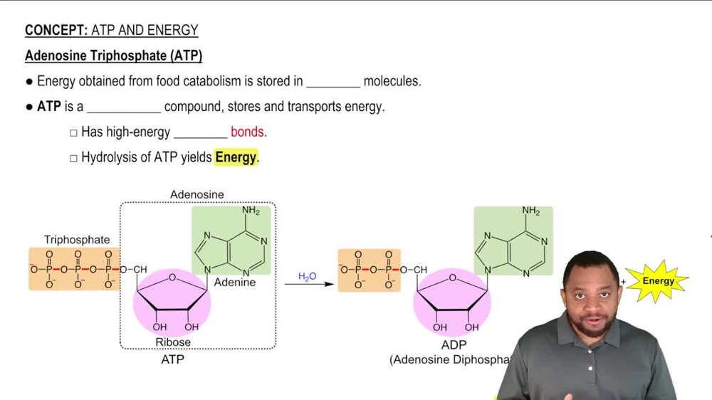Adenosine Triphosphate Concept 1