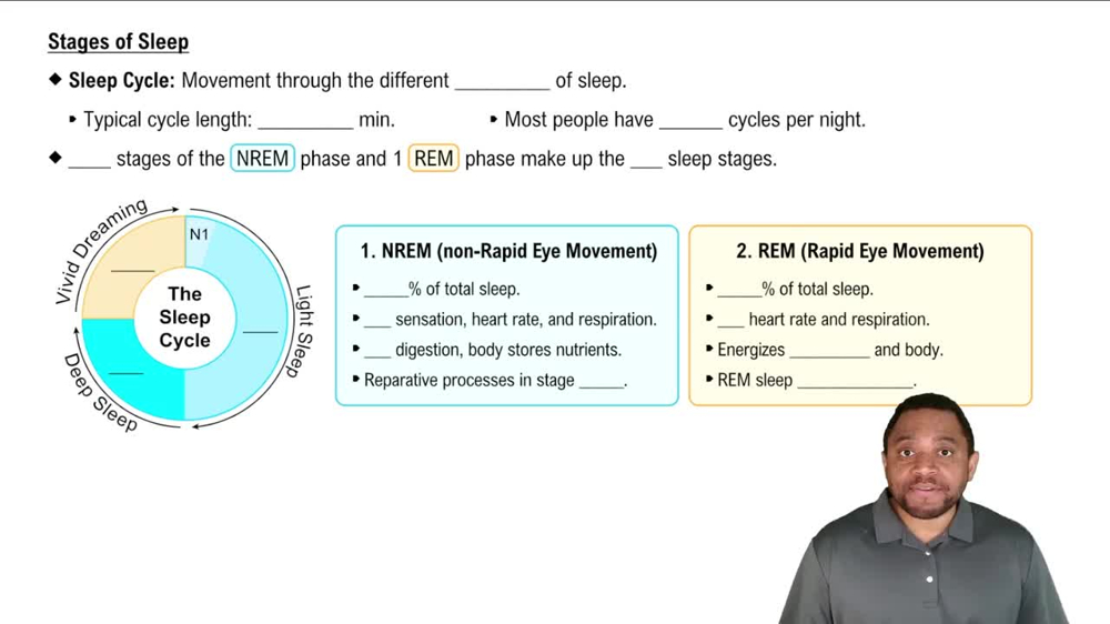 Stages of Sleep Concept 2