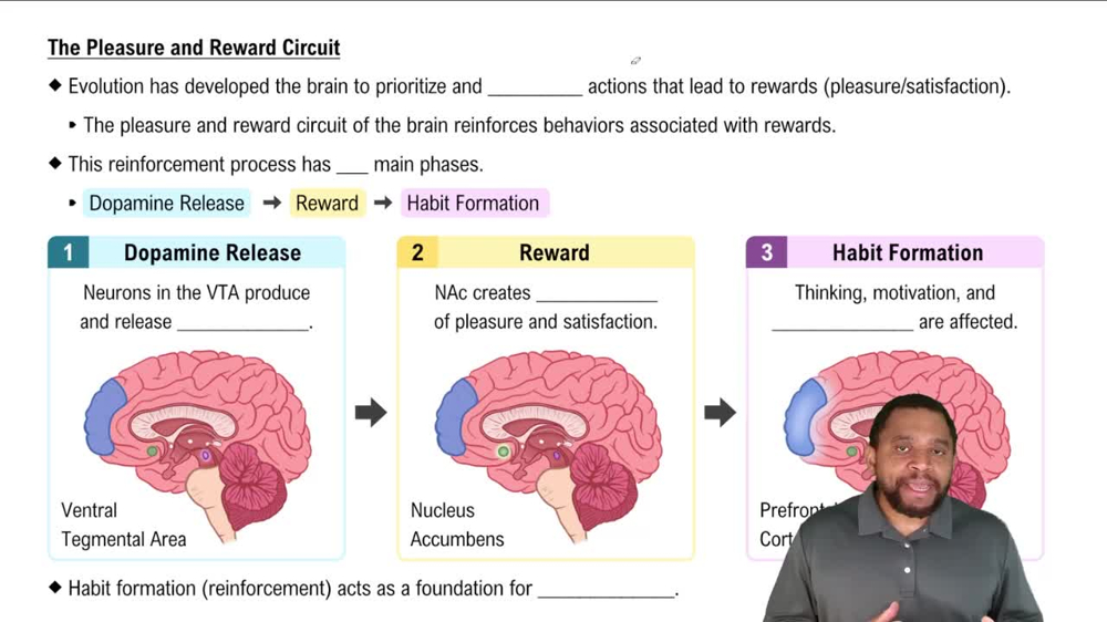 The Pleasure and Reward Circuit Concept 1