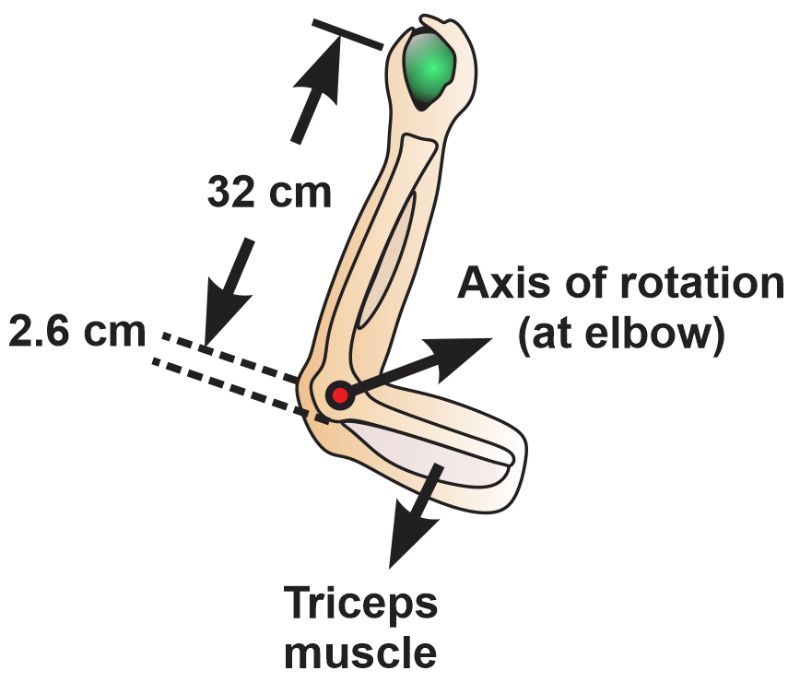 Diagram showing arm with triceps muscle, axis of rotation at elbow, and distances labeled.