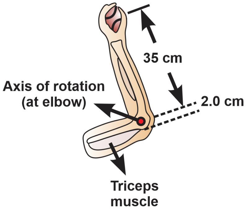 Diagram showing an arm as a lever with distances for torque calculation in a physics lesson.