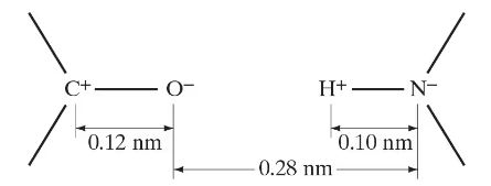 Diagram showing charged atoms: C+ and O- at 0.12 nm, H+ and N- at 0.10 nm, with a distance of 0.28 nm between groups.