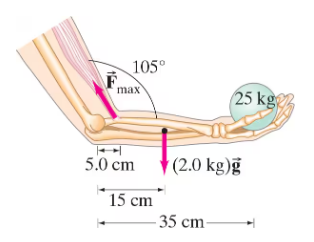 Illustration of a bent arm holding a 25 kg weight, showing angles and distances related to muscle force and equilibrium.