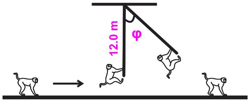 Diagram showing a monkey running towards a 12.0 m vine, illustrating pendulum problems in physics.