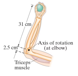 Illustration of a forearm holding a 3.6-kg ball, showing triceps muscle and axis of rotation at the elbow.