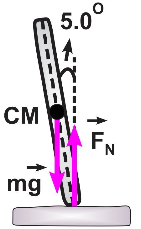 Diagram showing a wheel leaning 5° with forces acting on it: gravity (mg) and normal force (FN).
