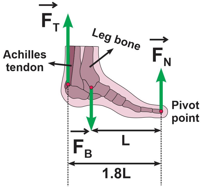 Diagram showing forces acting on a foot in static equilibrium while on tiptoes.