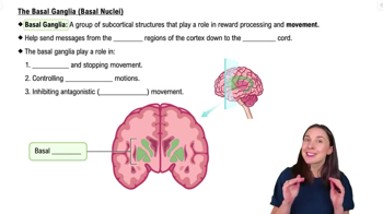 The Basal Ganglia (Basal Nuclei)