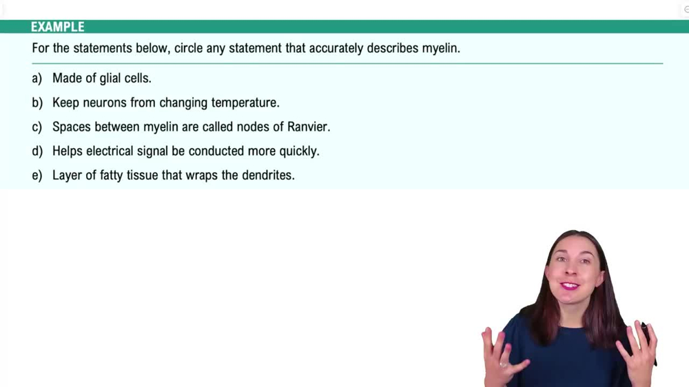 Cells of the Nervous System Example 4