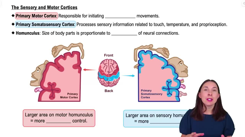 The Sensory and Motor Cortices