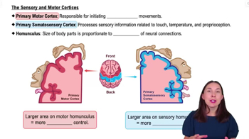 The Sensory and Motor Cortices