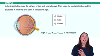Visual Anatomy Example 1