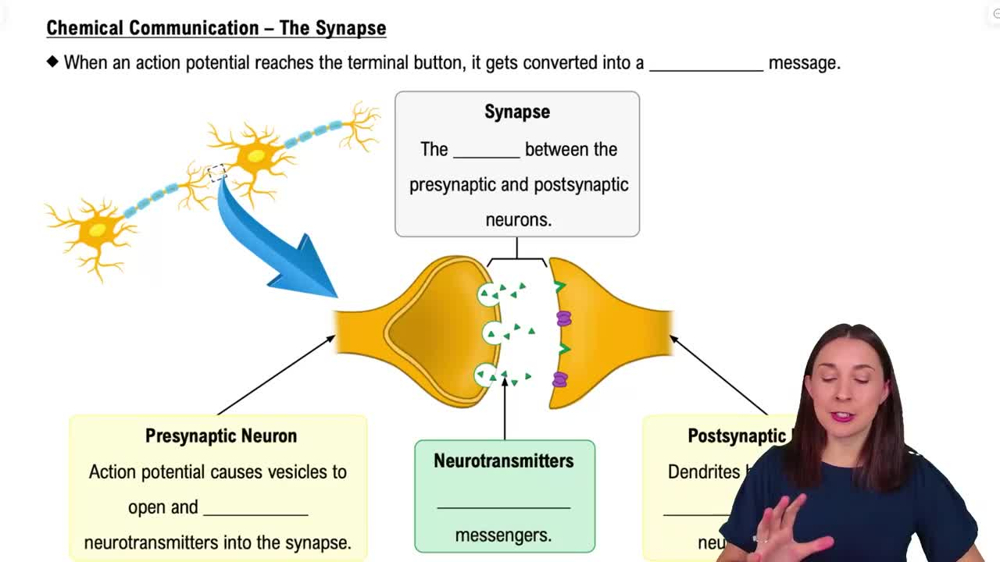 Chemical Communication – The Synapse
