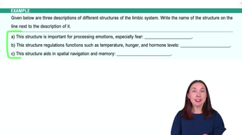 The Subcortical Forebrain Example 2