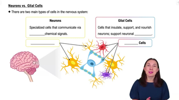 Neurons vs. Glial Cells