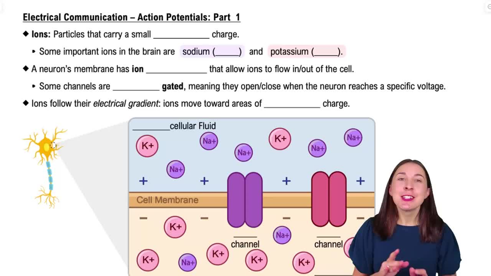 Electrical Communication – Action Potentials: Part 1