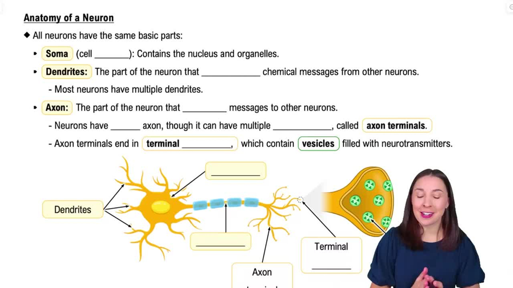 Anatomy of a Neuron