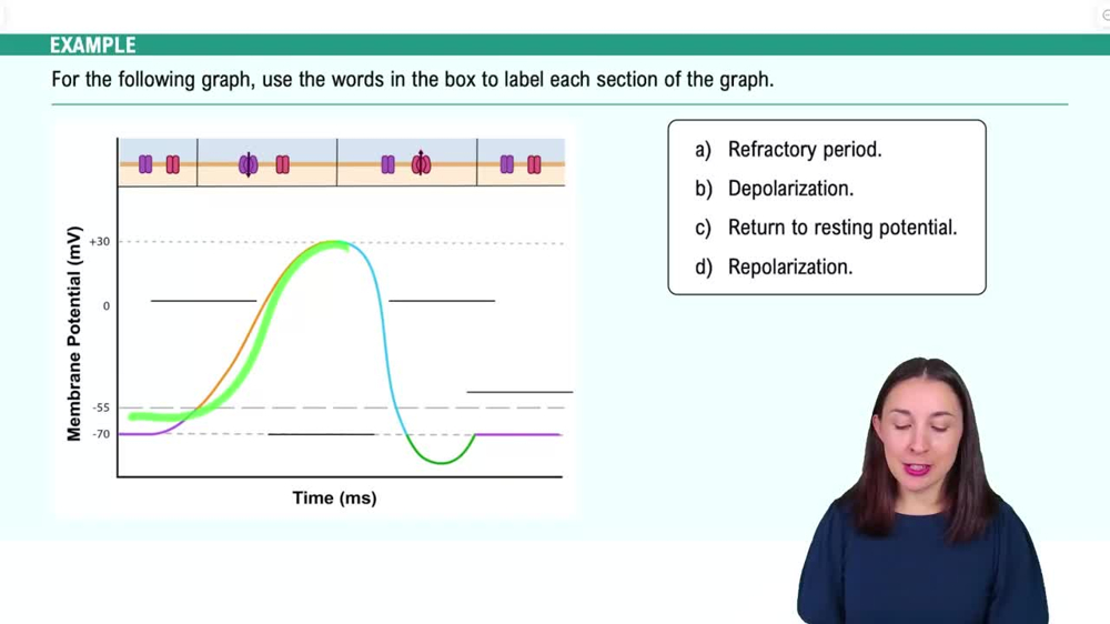 Communication in the Nervous System Example 2