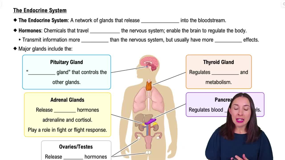The Endocrine System