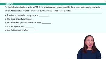 The Cortical Forebrain Example 4