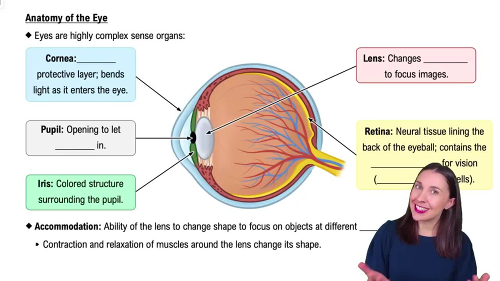 Anatomy of the Eye
