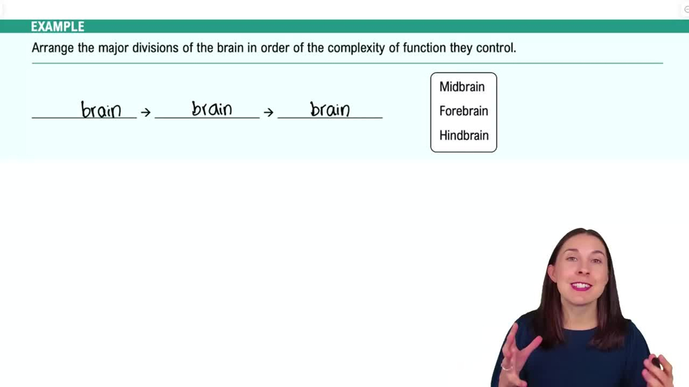 Organization of the Brain Example 1