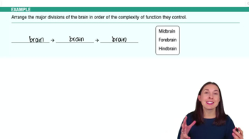 Organization of the Brain Example 1