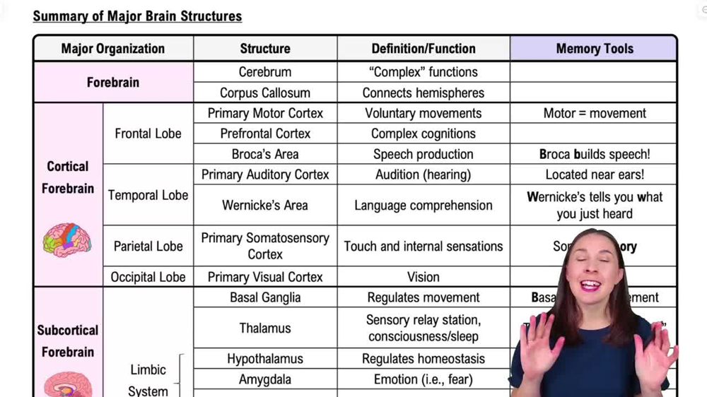Summary of Major Brain Structures