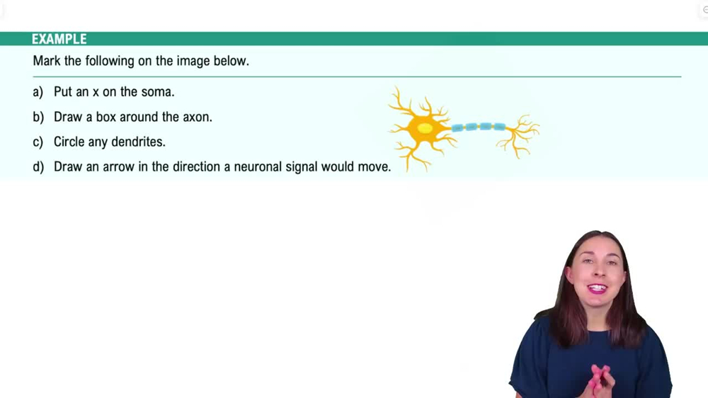 Cells of the Nervous System Example 3