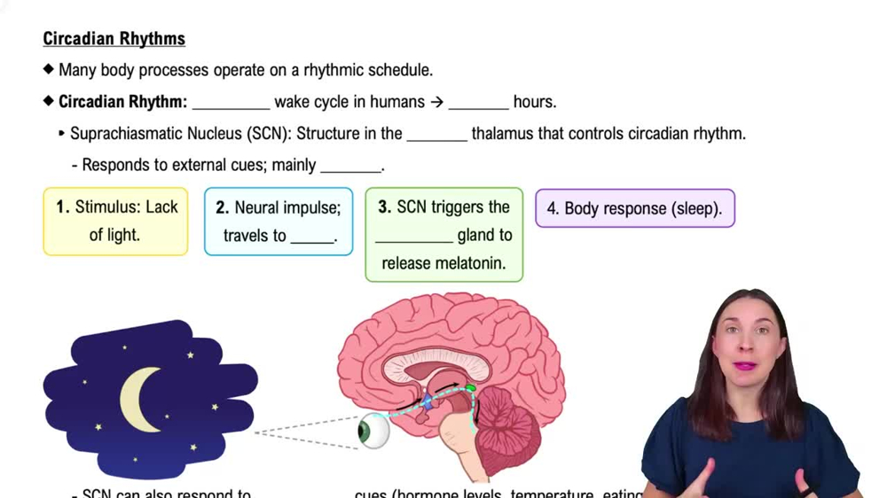 Circadian Rhythms