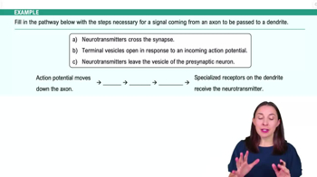 Communication in the Nervous System Example 3