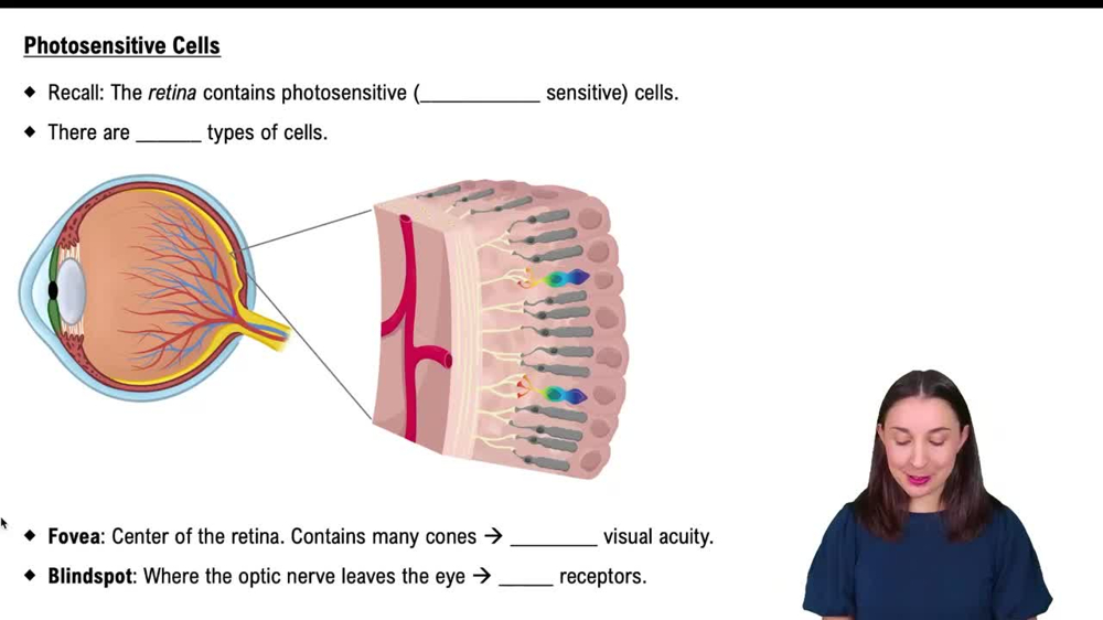 Photosensitive Cells