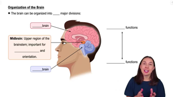 Organization of the Brain