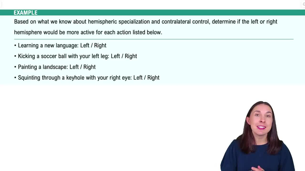 The Cortical Forebrain  Example 1