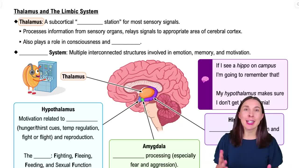 Thalamus and The Limbic System