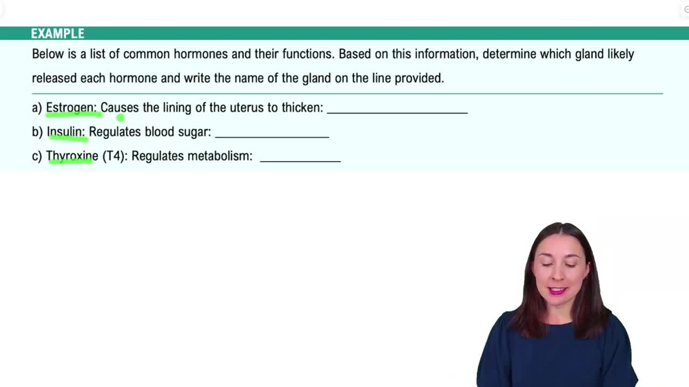The Endocrine System Example 1