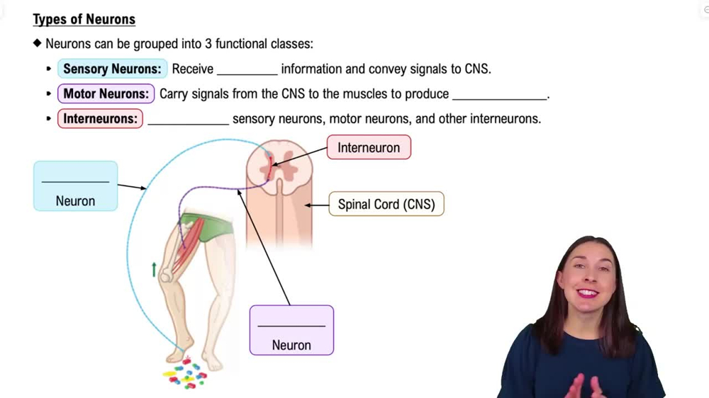 Types of Neurons