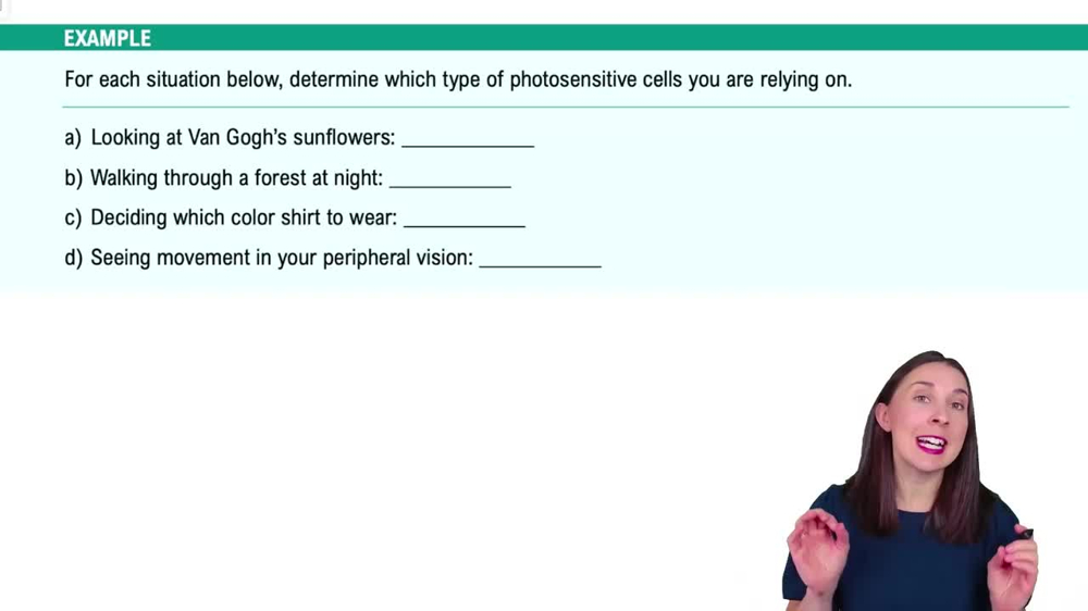 Visual Anatomy Example 2