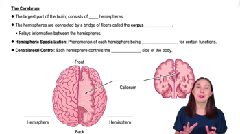 The Cerebrum