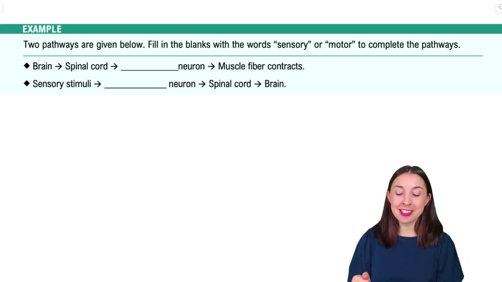 Cells of the Nervous System Example 2