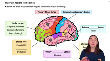 Important Regions In The Lobes