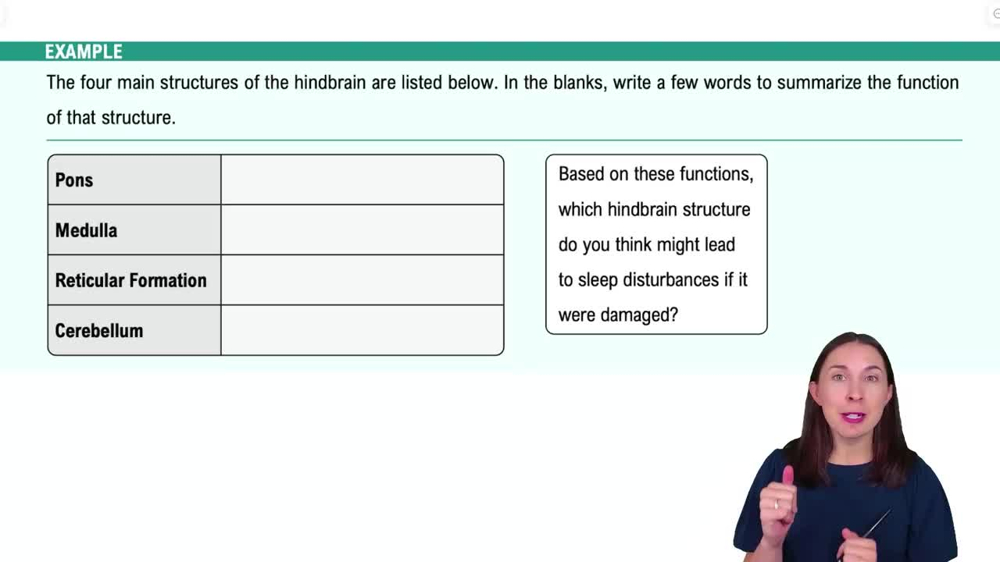 The Hindbrain Example 1