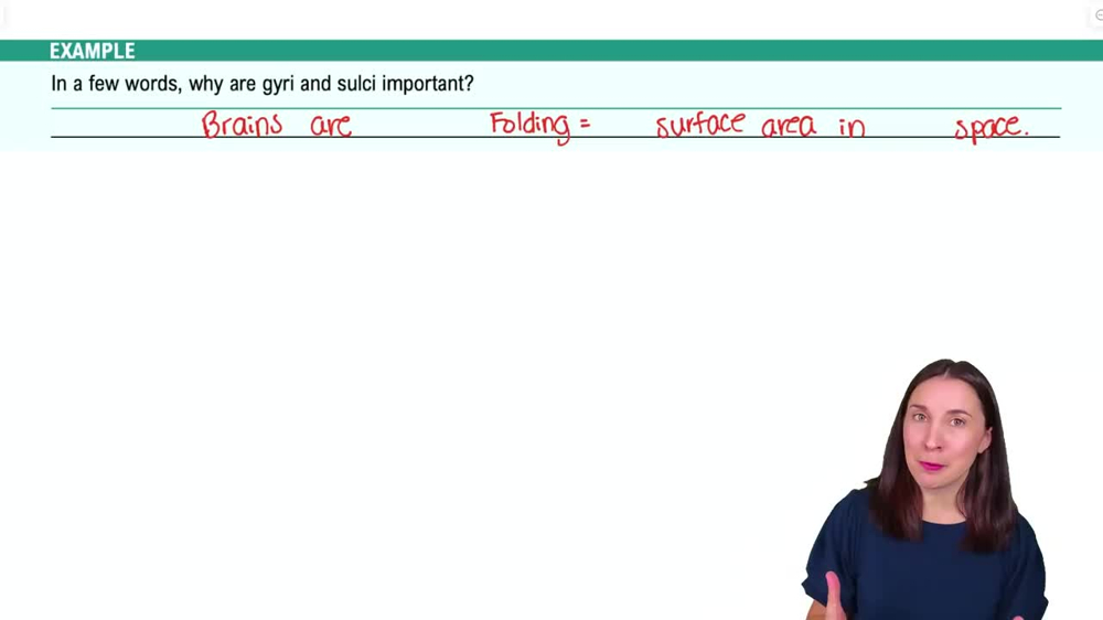 The Cortical Forebrain Example 2