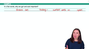 The Cortical Forebrain Example 2
