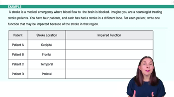 The Cortical Forebrain Example 3