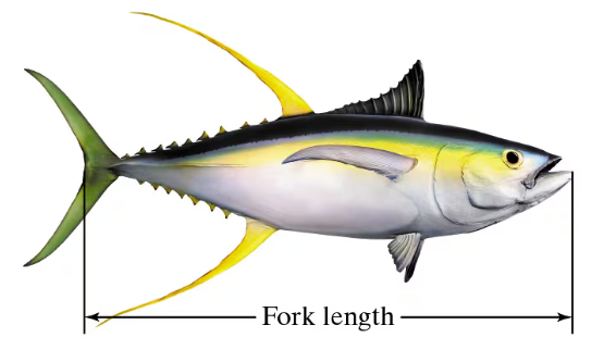 Illustration of a yellowfin tuna with arrows indicating the fork length measurement from head to tail fork.