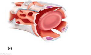 Sinusoid capillary structure