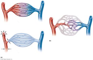 Structure of a mesenteric capillary bed